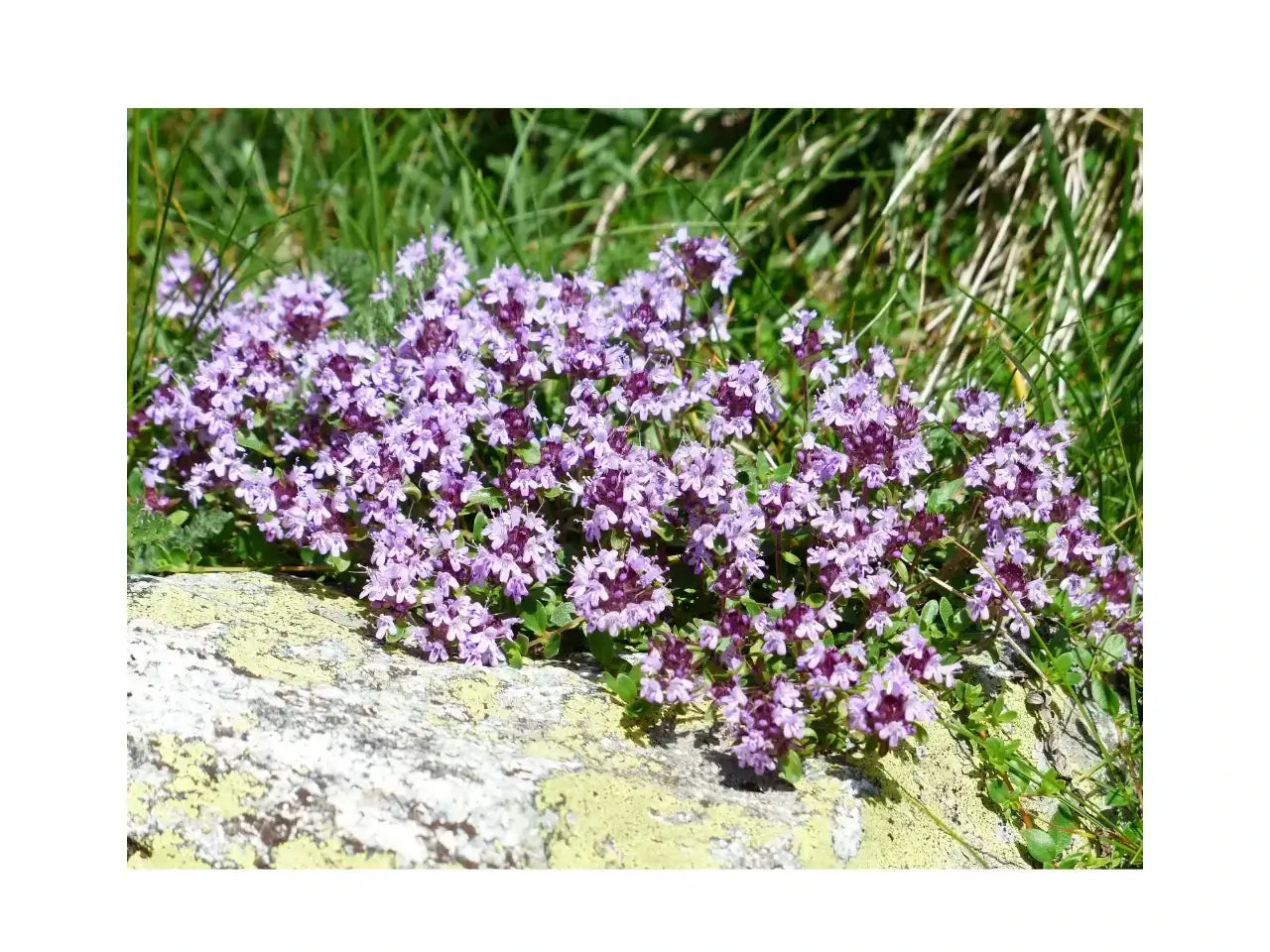 Thymian in voller Blüte an einem Felsen