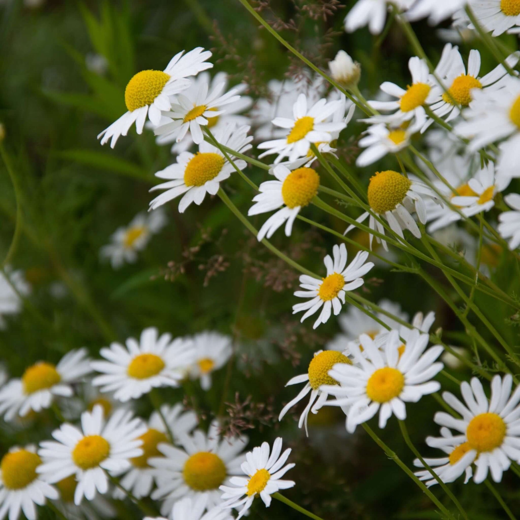 Ein Ausschnitt einer Wiese mit echter Kamille.