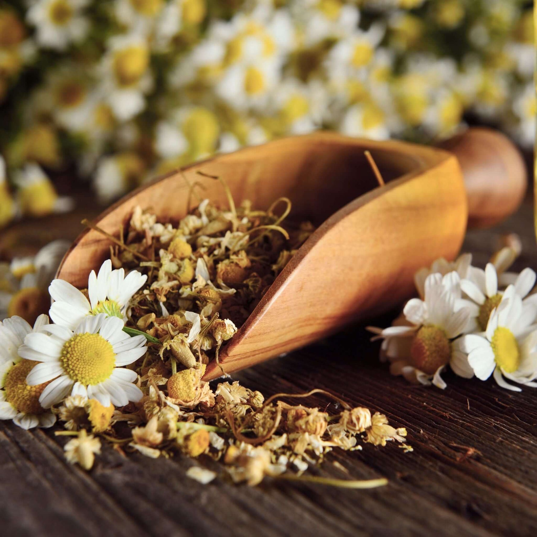 Ein Holzlöffel mit Kamillenblüten.